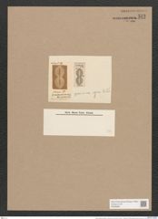 Navicula gemina (bombus) v. egena A.Sch. (de-Toni-Nr.: Genus 1, Species 219) Zeichnungen Sammlung Grunow Nr. 542 (NHMW-BOT-W0366891)